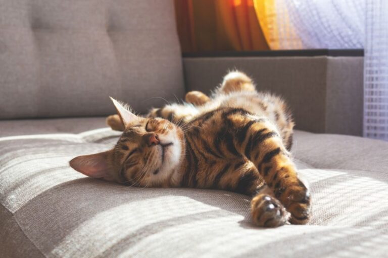 Bengal Cat Laying on Its Back on a Sofa