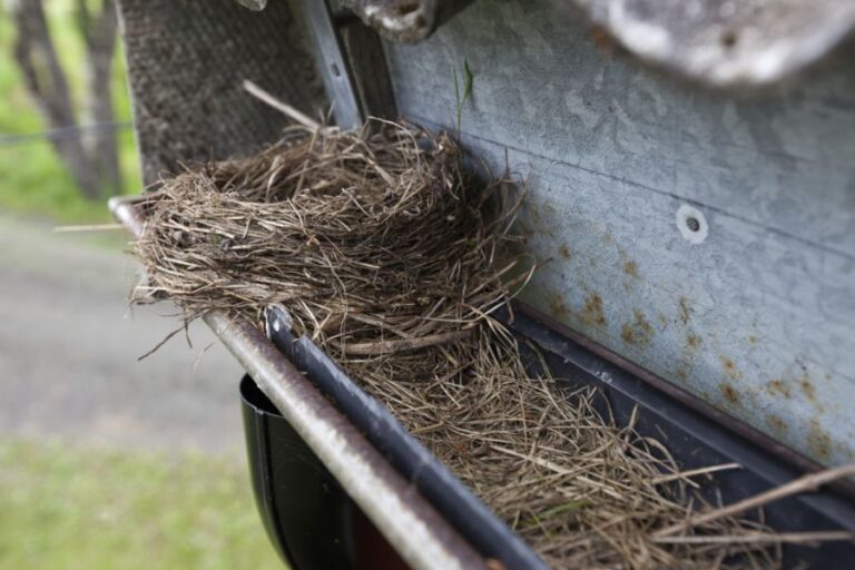 Rain Gutter Clogged Due to a Bird's Nest