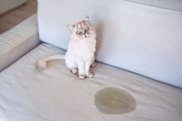 Cat Sitting Next to Urine Stain on Gray Sofa
