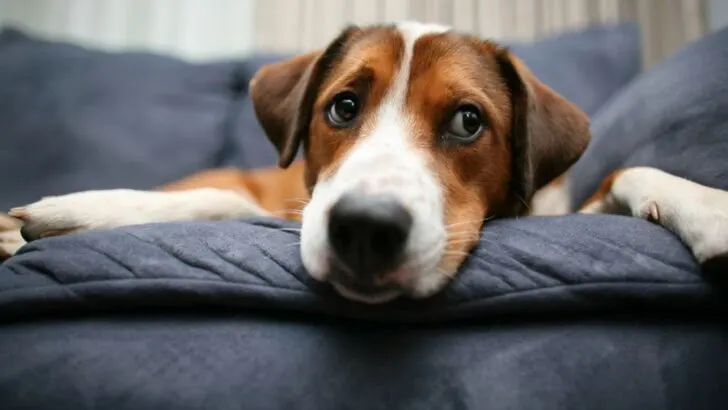 How to Keep Your Dog Off the Couch (Even While Your Away)