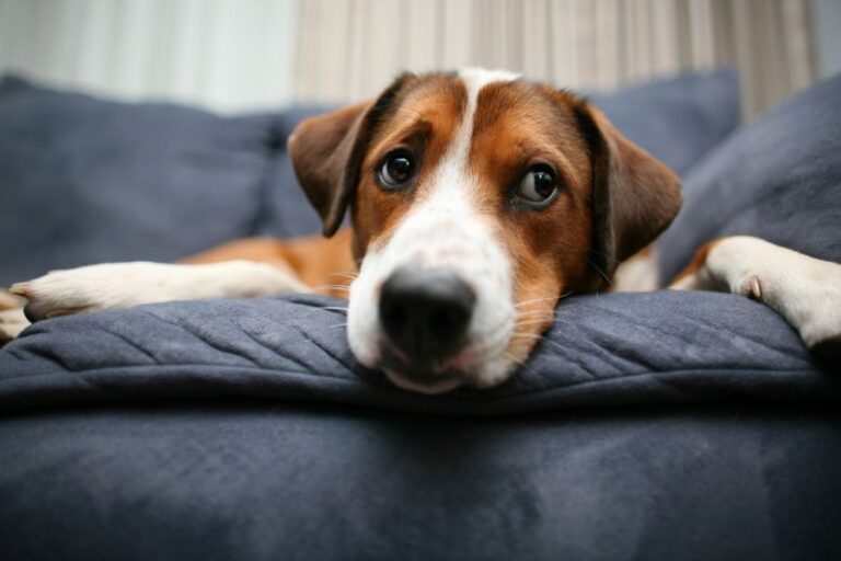 Dog Laying on a Blue Couch