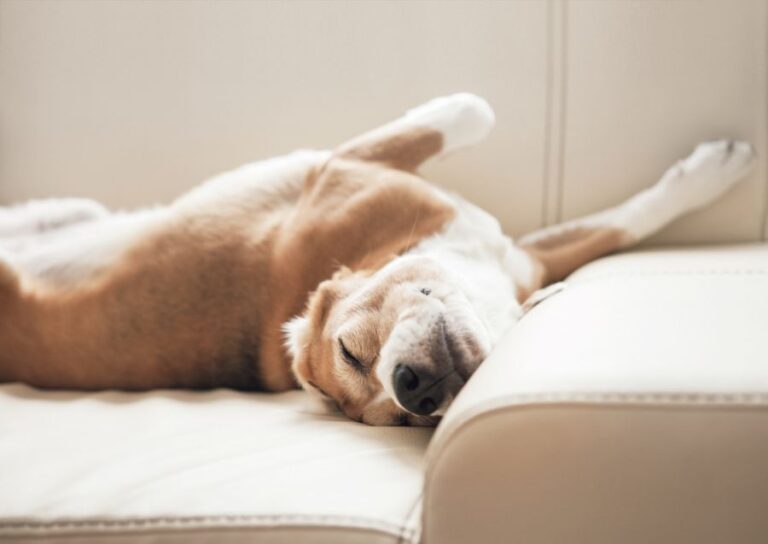 Dog Sleeping on a Cream-Colored Sofa