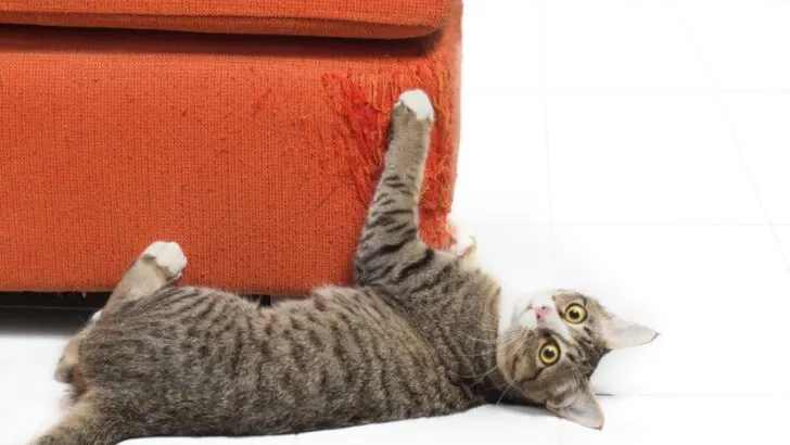6 Ways to Stop Your Cat From Scratching Your Couch