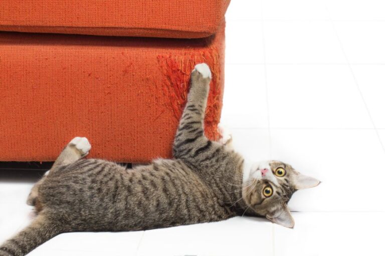 Kitten Scratching the Fabric of an Orange Couch