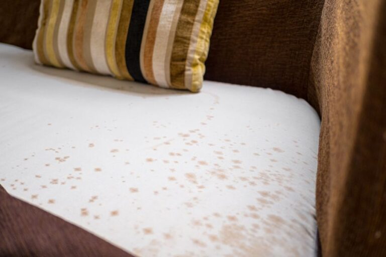 Mold Under the Cushions of an Old Couch