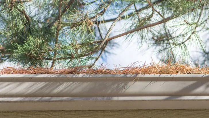 How to Keep Pine Needles Out of Gutters (And Why You Should)
