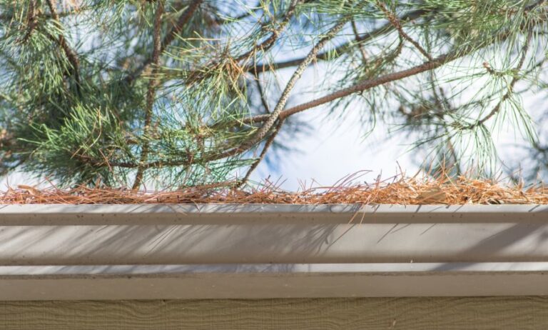 Rain Gutter Filled With Dry Pine Needles