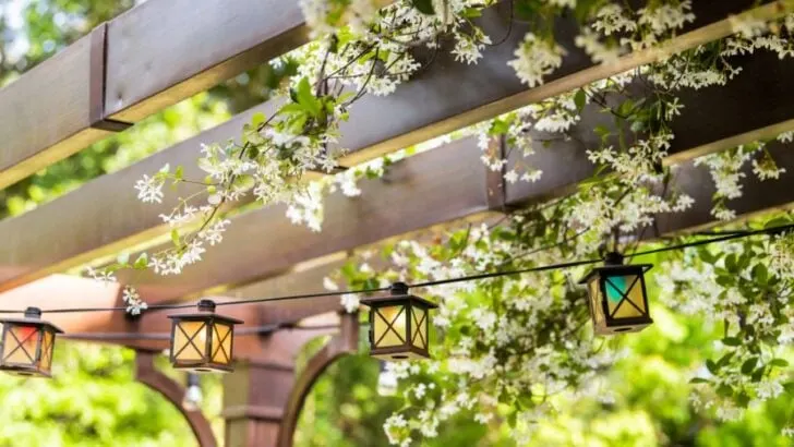 13 of the Best Plants to Grow on Your Pergola