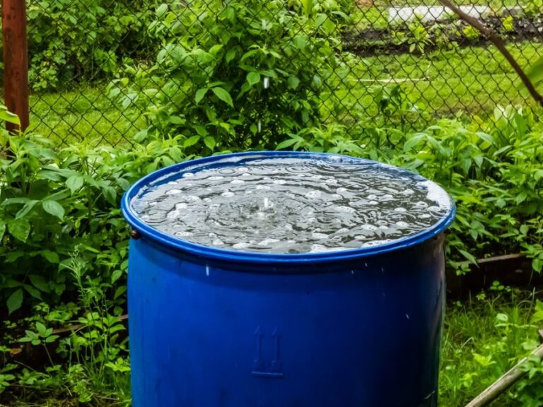 Blue Plastic Barrel Collecting Rain Water