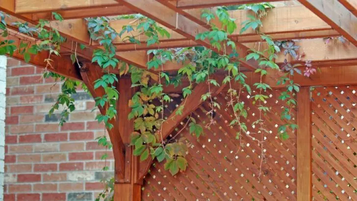 Can a Pergola Have Sides? (5 Creative Ideas to Consider)