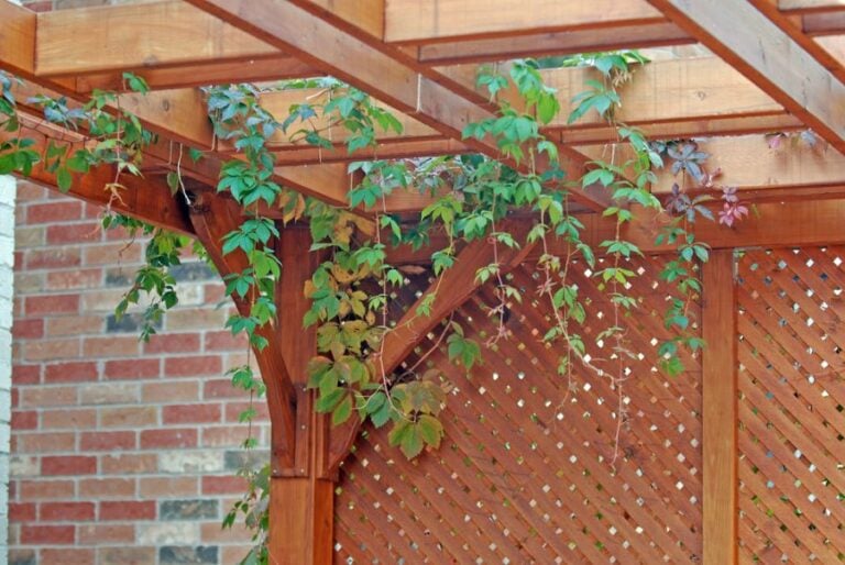 Pergola Covered in Grape Vines With Lattice Sides