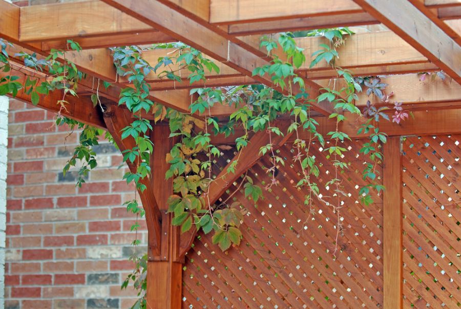 Pergola Covered in Grape Vines With Lattice Sides