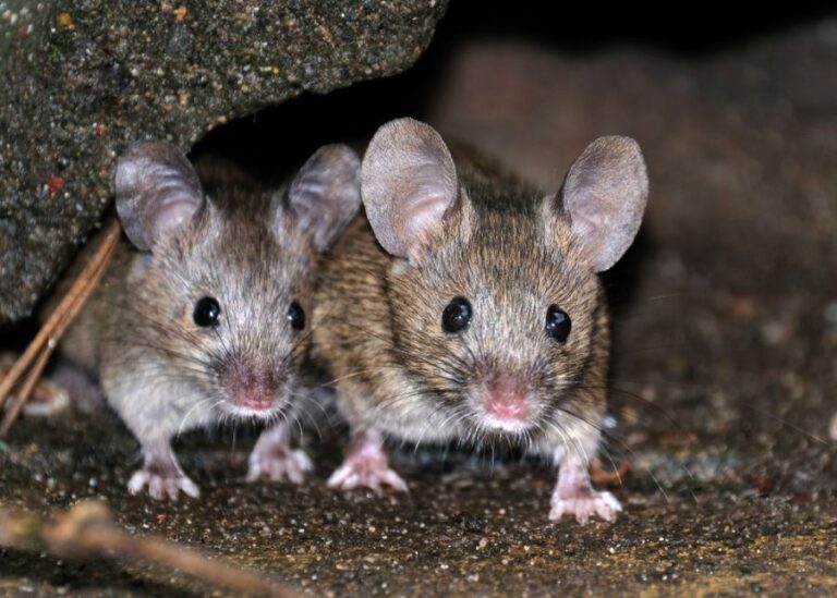 Closeup of House Mice on Cement