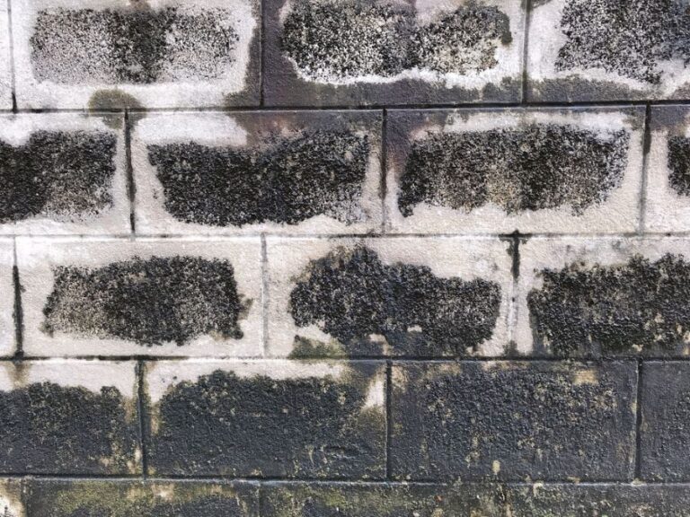 Moldy Walls in a Crawl Space