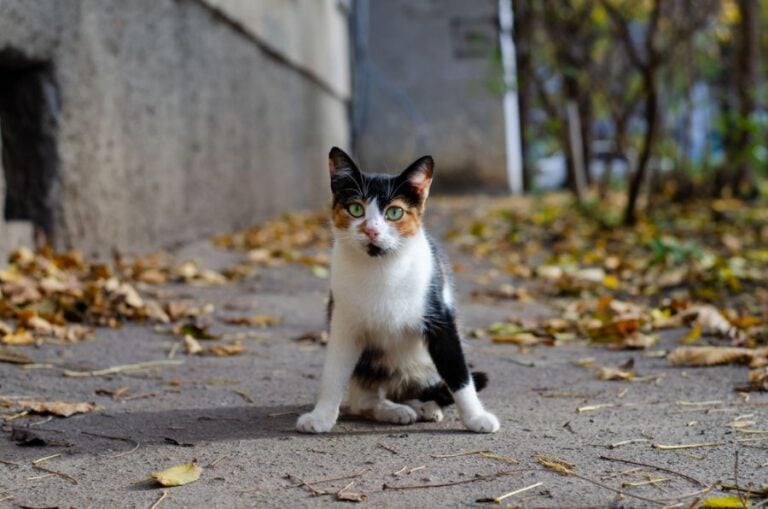 Calico Cat Sitting on a Sidewalk
