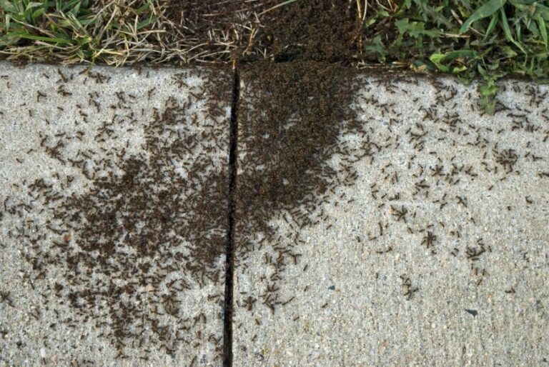 Ants Swarming a Sidewalk