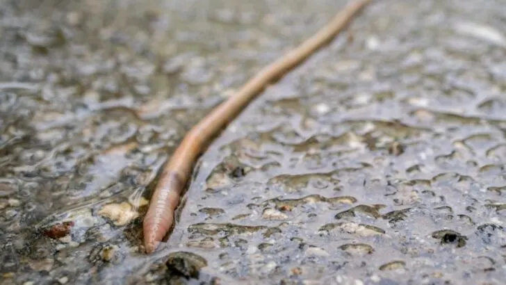 Why Do Worms Crawl on the Sidewalk and Die? (3 Common Reasons)