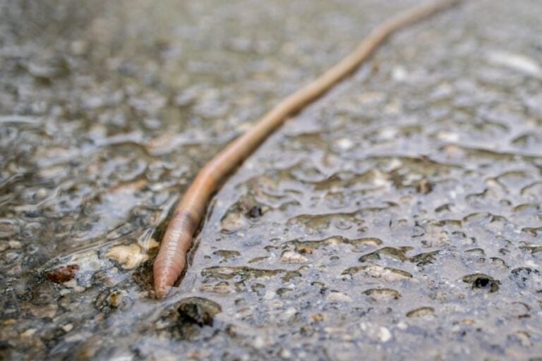 Worm Crawling on Pavement After Rain
