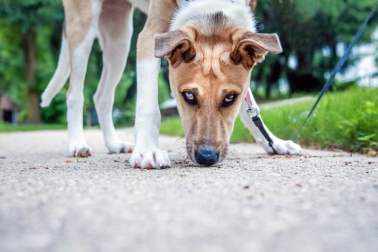 Young Dog Sniffing the Sidewalk